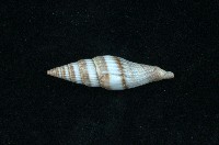 藏品(山蝸牛)的圖片